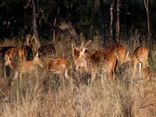 Sariska