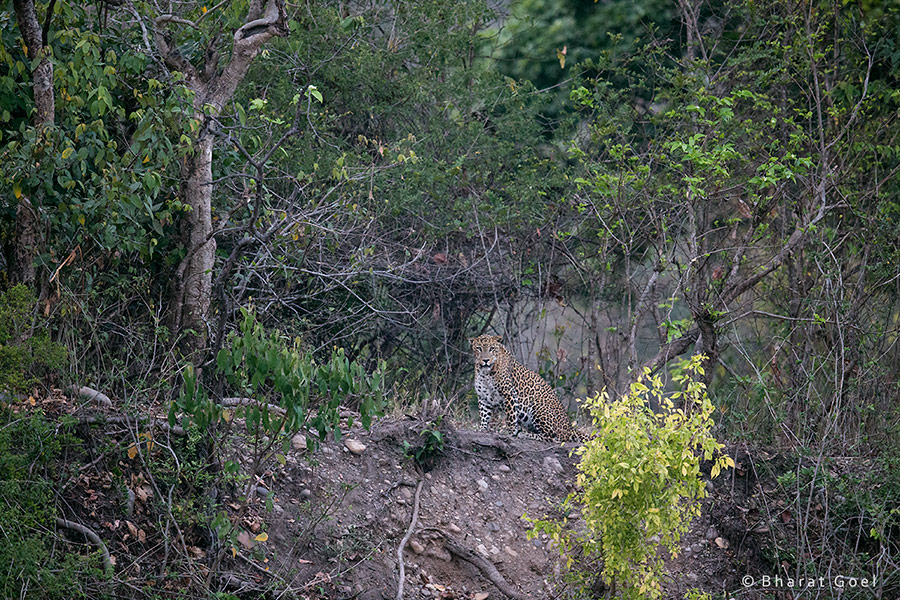 Sariska