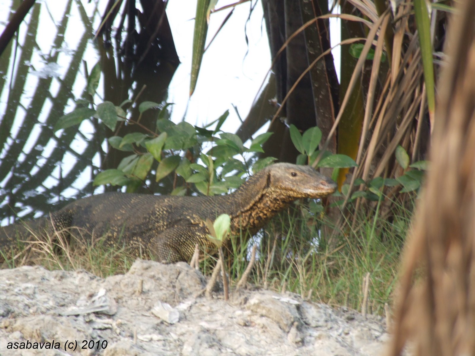 Sunderban