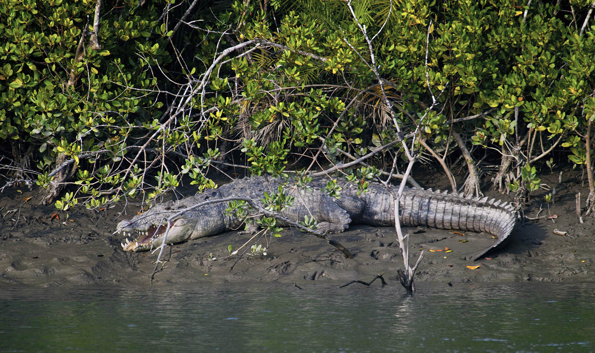 Sunderban