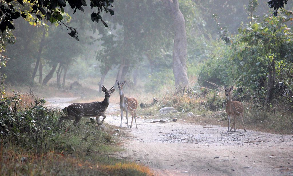 Corbett National Park