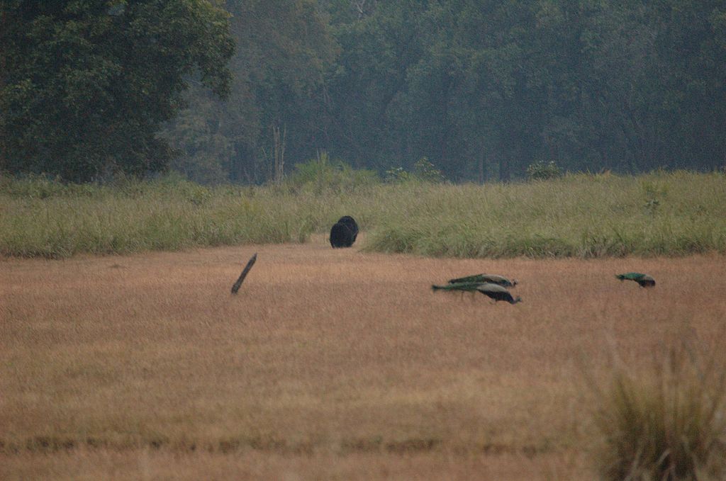 Kanha National Park