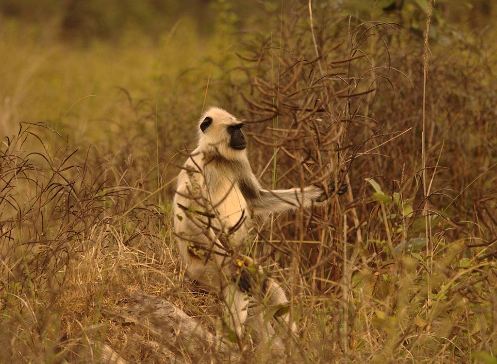 Kanha National Park