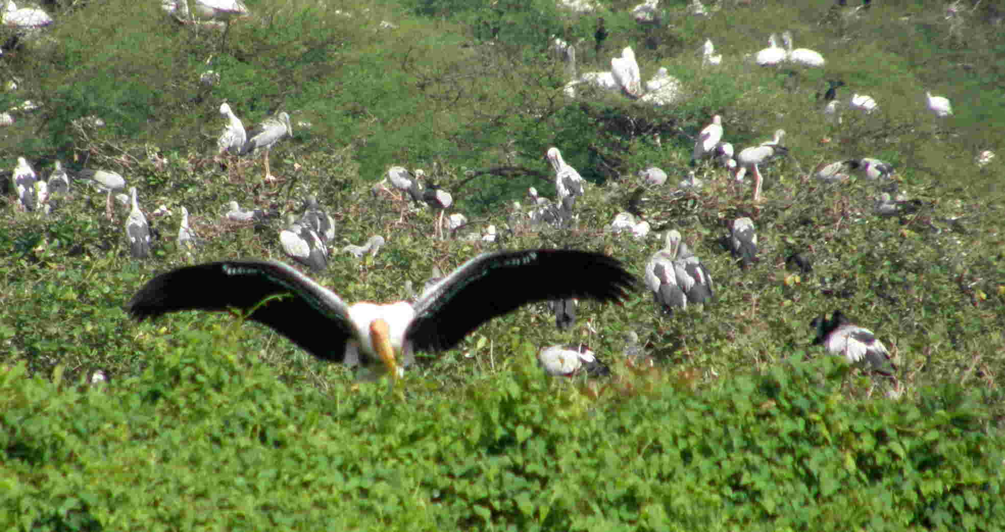 Kumarakom Bird Sanctuary