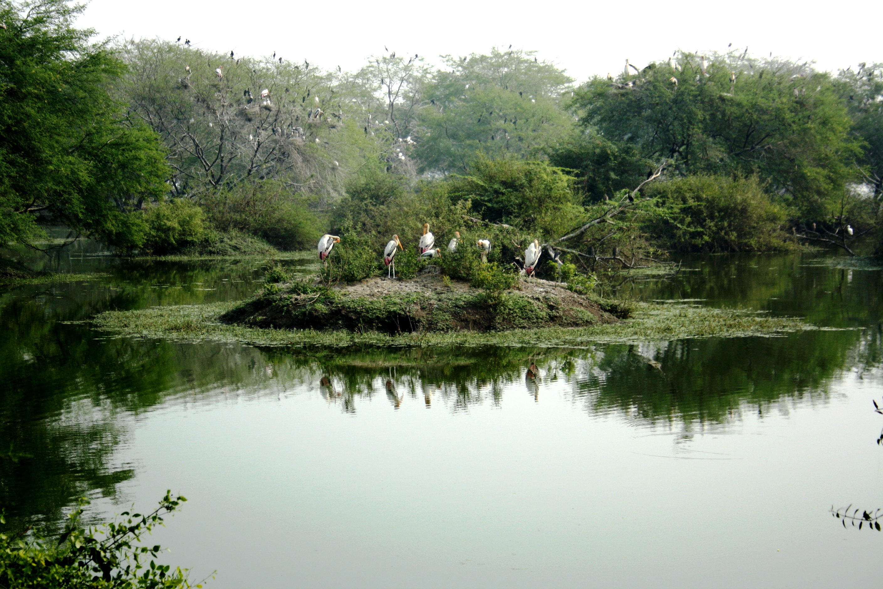 Kumarakom Bird Sanctuary