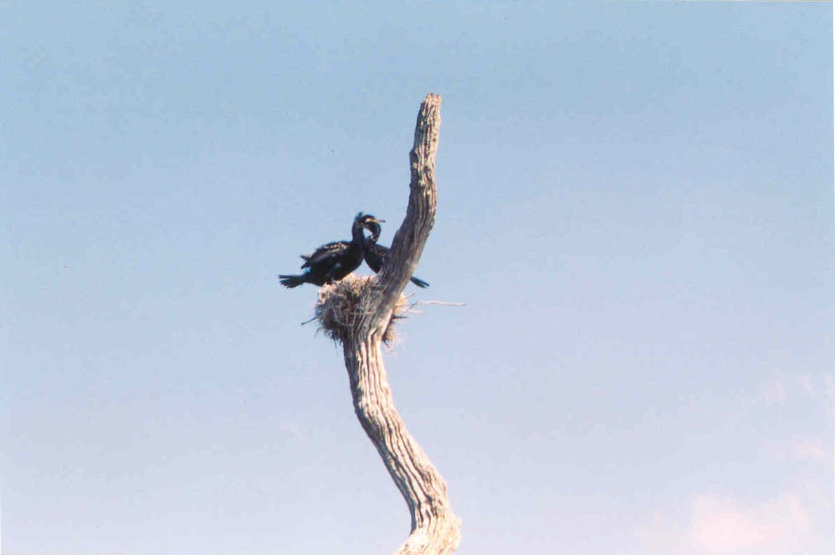 Kumarakom Bird Sanctuary