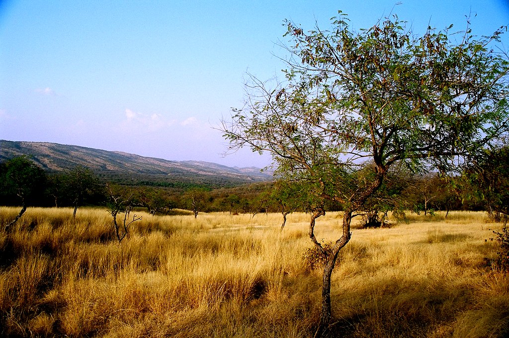 Ranthambore National Park