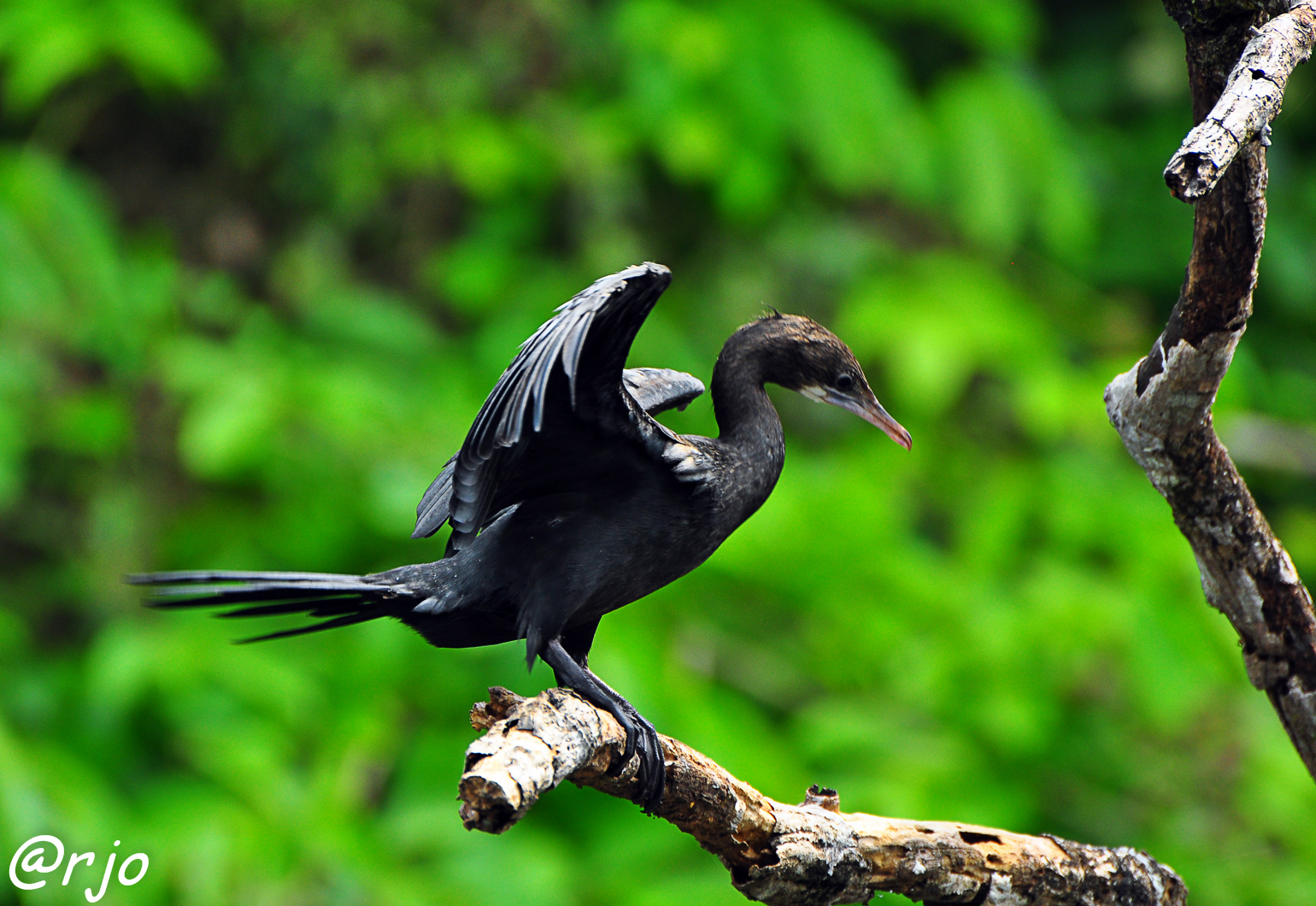 Salim Ali Bird Sanctuary