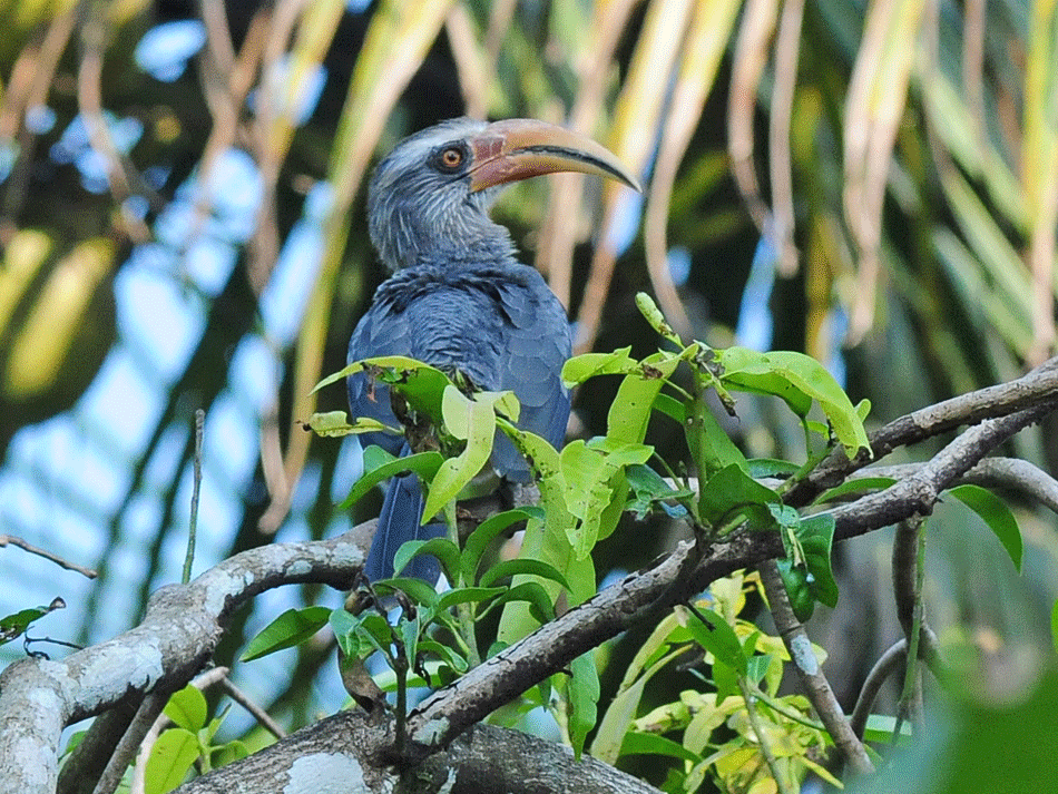 Salim Ali Bird Sanctuary