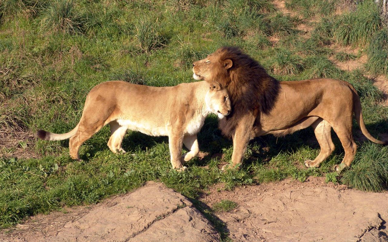 Sariska